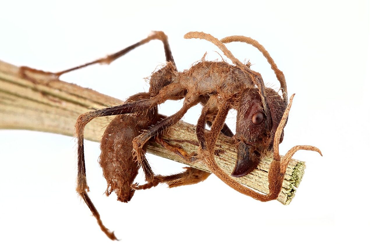 Fourmi infectée par un champignon Cordyceps