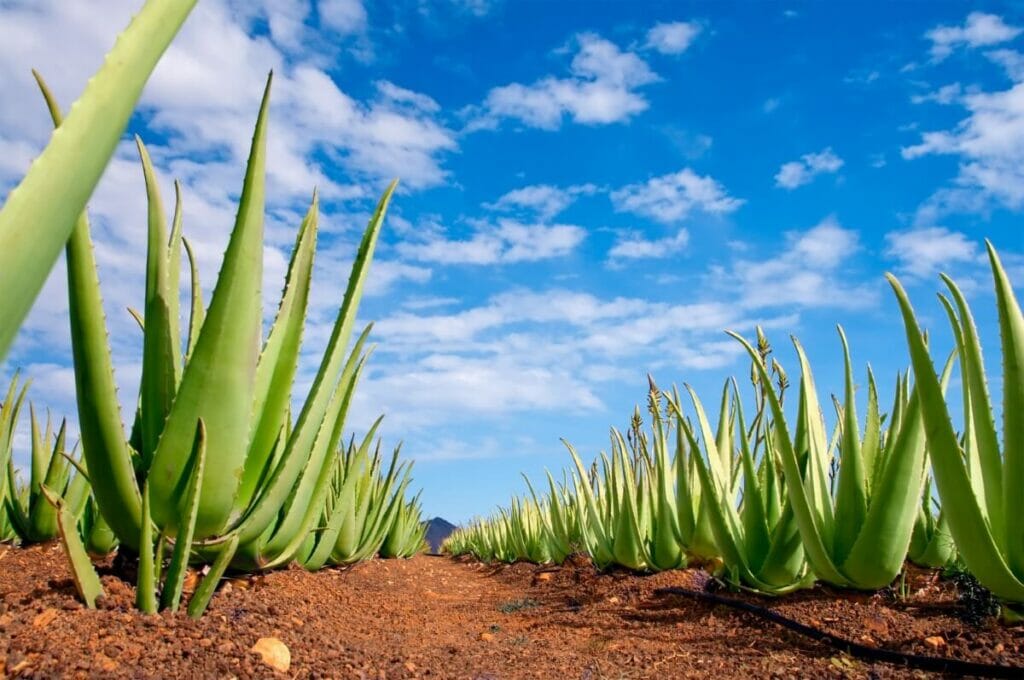 A propos des plantes d'aloès