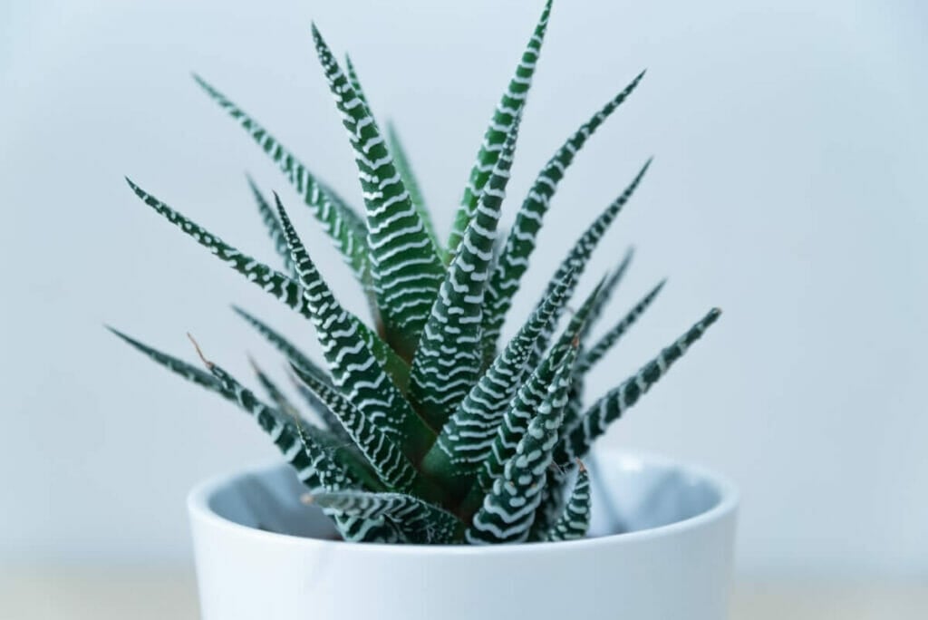 Occasions de cadeaux appropriées pour les plantes d'aloès