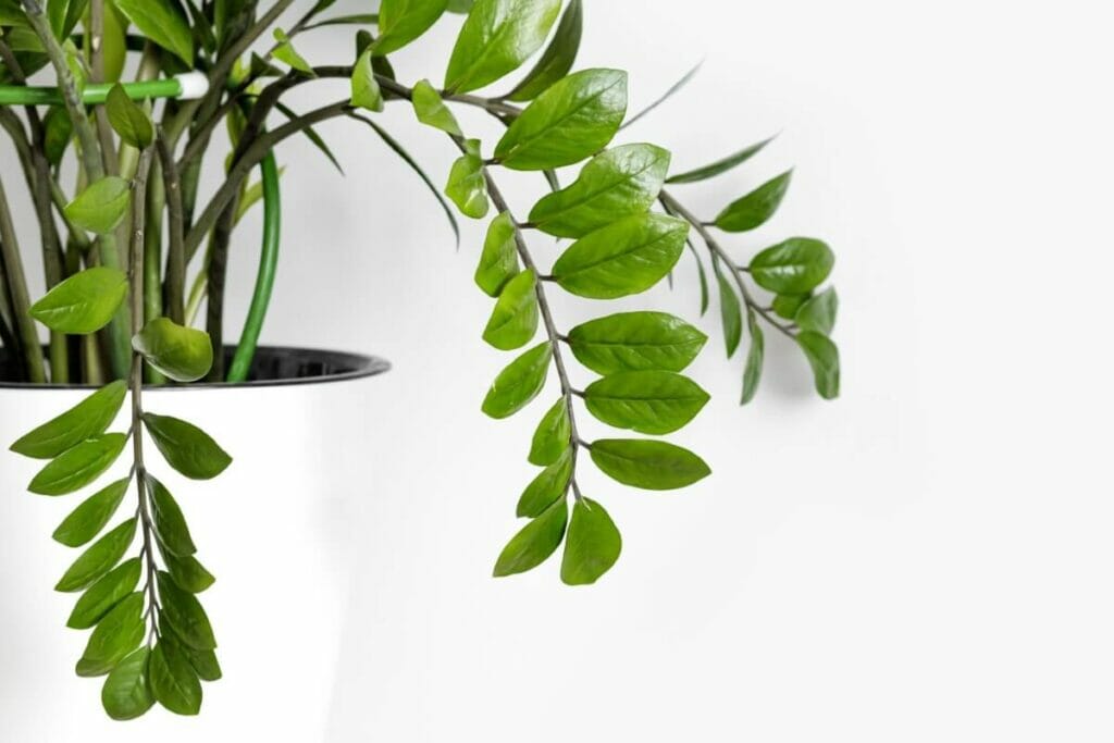 Signes que votre plante ZZ ne reçoit pas assez de lumière