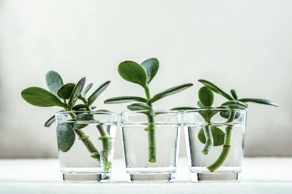 Comment arroser les plants d'hévéa propagés