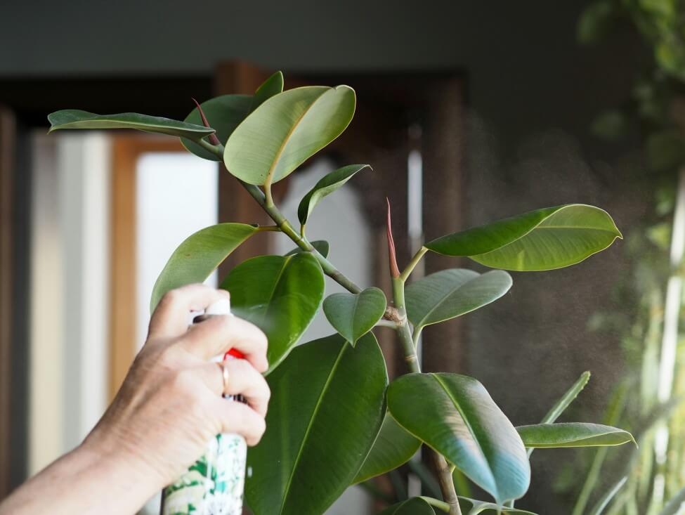 Faut-il brumiser les feuilles des hévéas ?