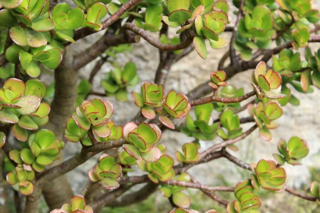 Croissance de la plante de jade à l'intérieur et à l'extérieur