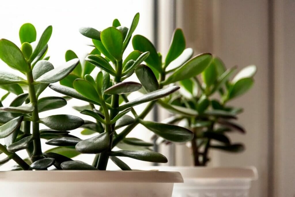 Comment faire pousser votre plante de jade plus rapidement