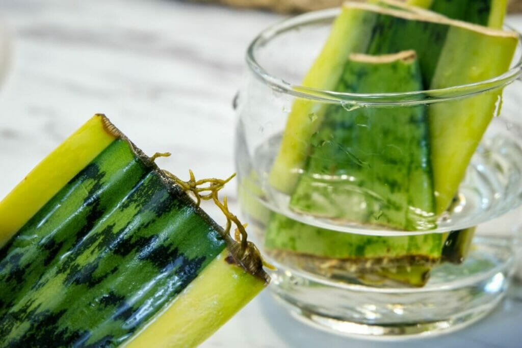 Propagation de la plante serpent par bouturage dans l'eau
