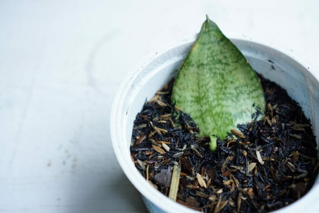 Propagation de la plante serpent par bouturage en terre