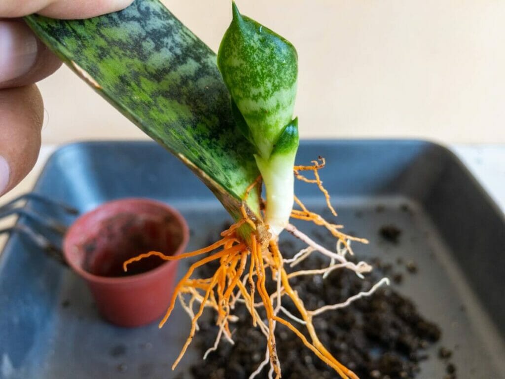Propagation par division