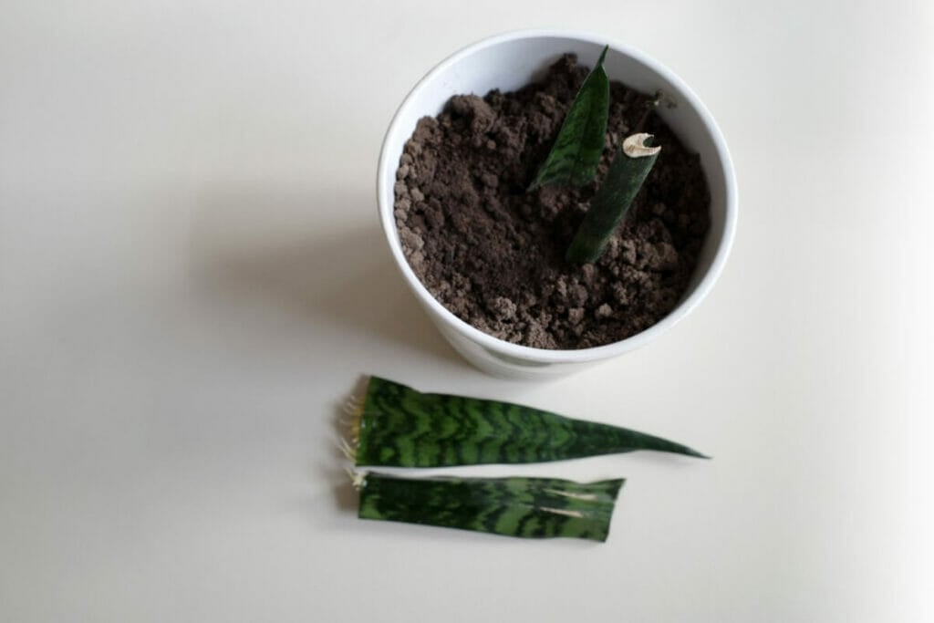 Considérations clés pour la multiplication d'une plante-serpent
