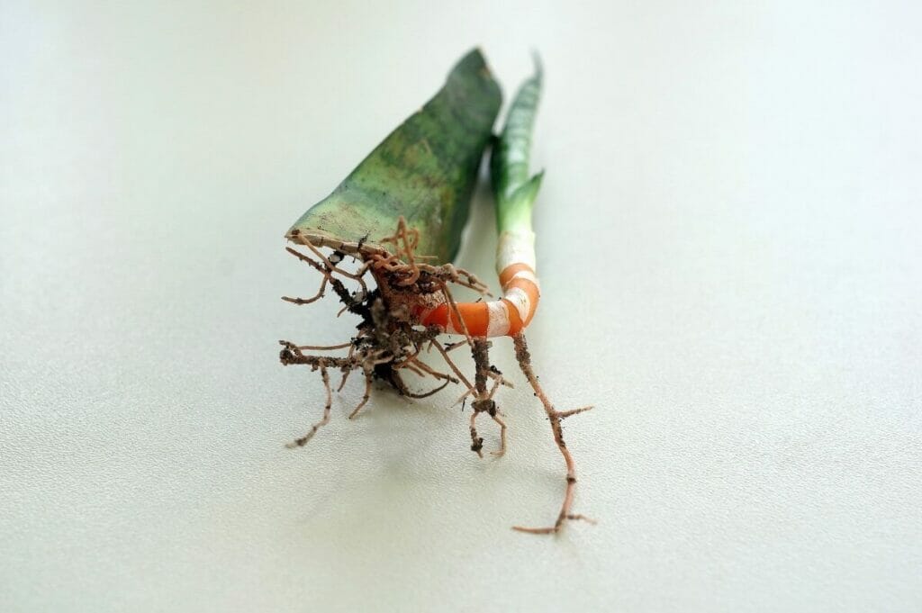 Propagation par rhizome