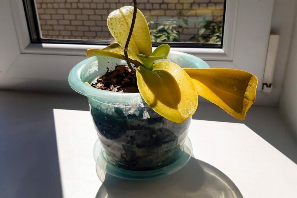 Jaunissement des feuilles d'orchidées dû à de mauvaises conditions de culture