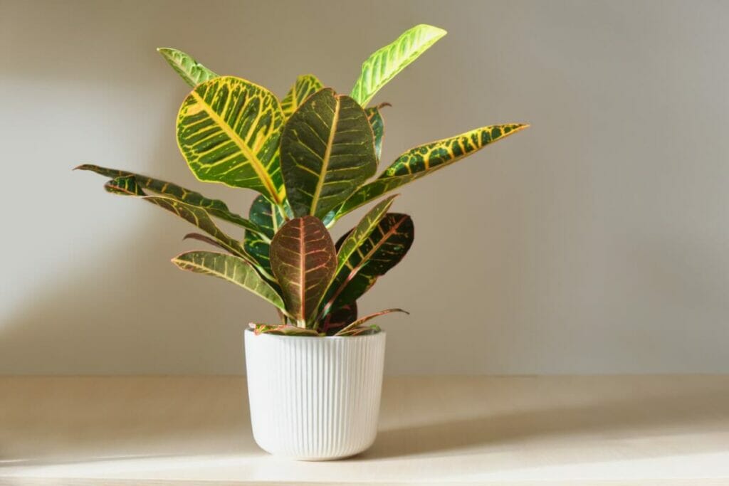 A propos de Croton Plants