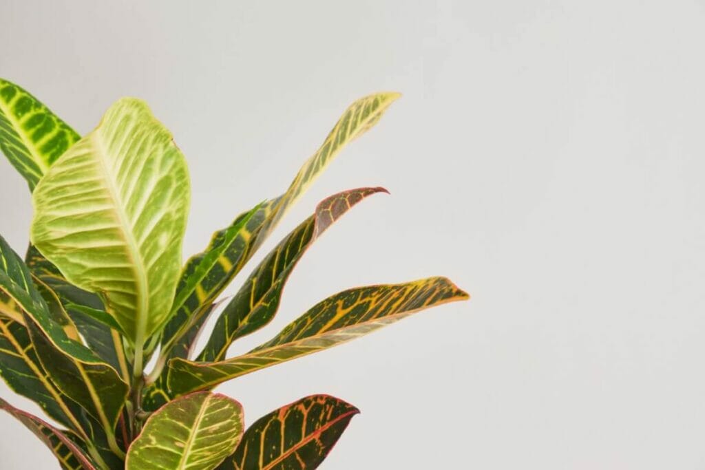 Quand arroser les plantes de Croton