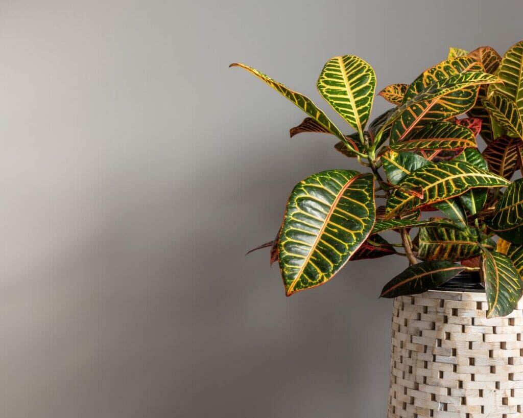 Comment arroser les plantes de Croton 