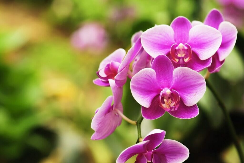 Les plantes d'orchidées peuvent aider à augmenter la productivité