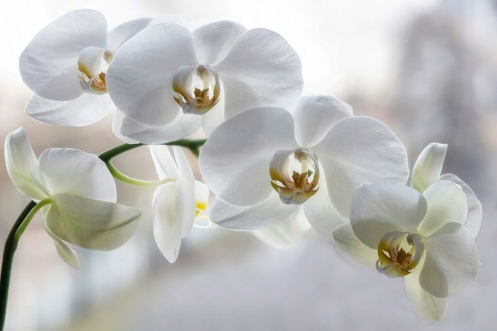 Les orchidées peuvent nous aider à réduire le stress