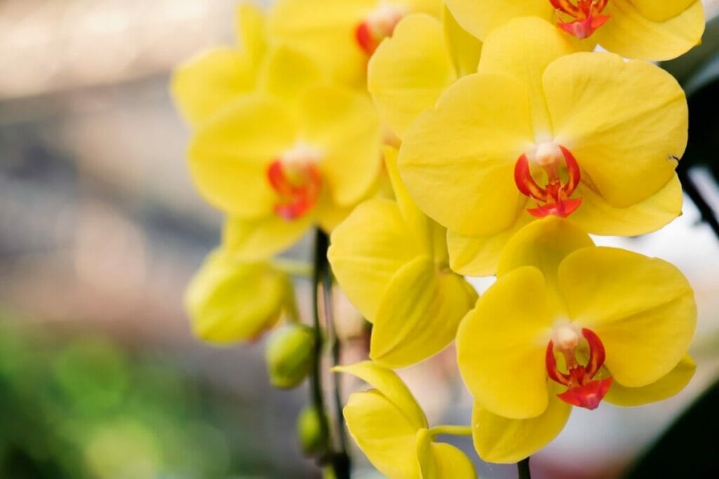 Les orchidées peuvent aider à augmenter l'humidité