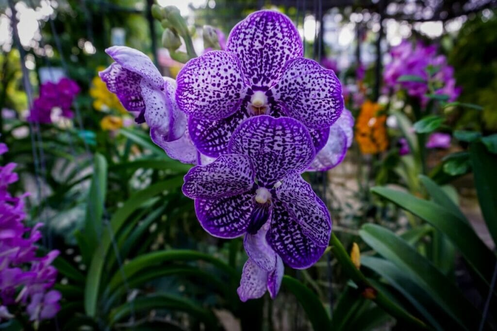 Les plantes d'orchidées prospèrent à différents niveaux de lumière