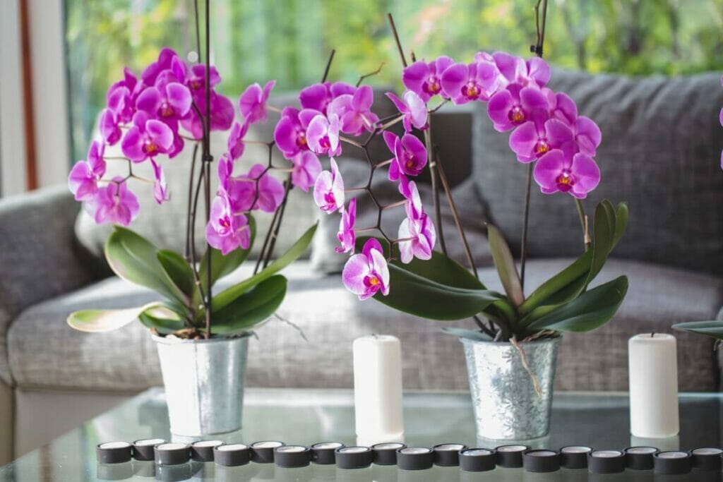 Les avantages des plantes d'orchidées