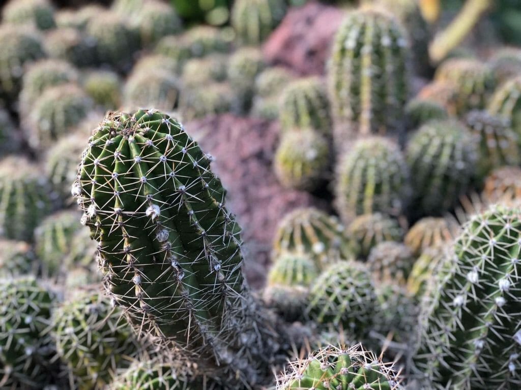 Comment arroser les cactus - Les principales considérations