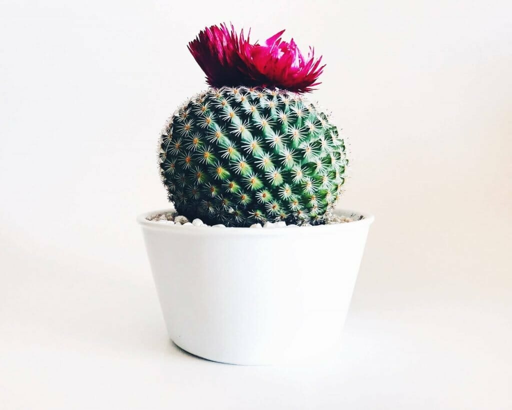 Comment arroser un cactus