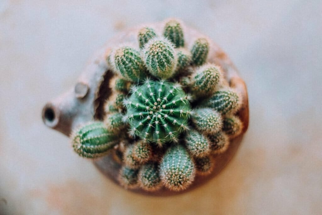 Comment arroser souvent un cactus