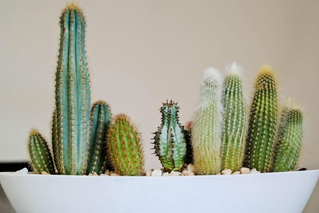 Quel est le meilleur type d'eau pour les plantes de cactus ?