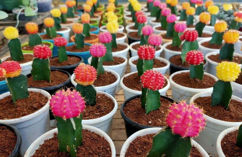 Arrosage des cactus après rempotage