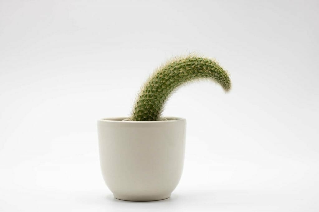 Arrosage ou sur-arrosage de cactus