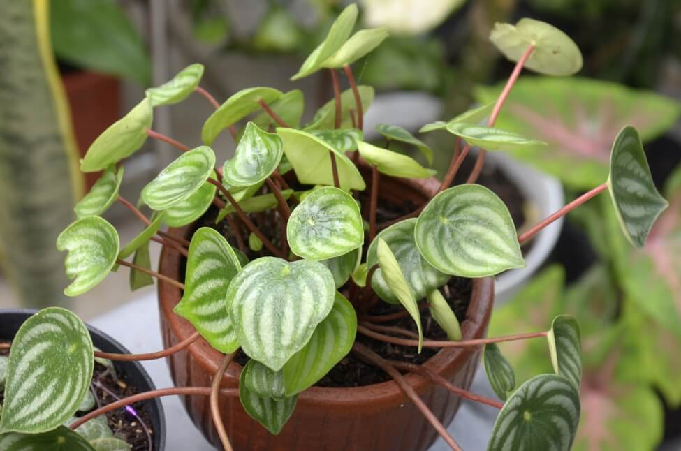 Comment cultiver la pastèque Peperomia à l'intérieur à la maison