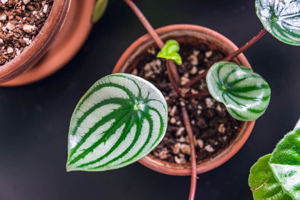 Propagation du pastèque Peperomia