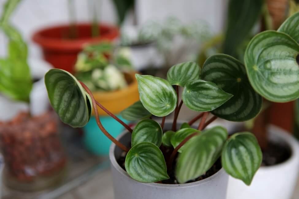 A propos de Peperomia argyreia (Peperomia argyreia)