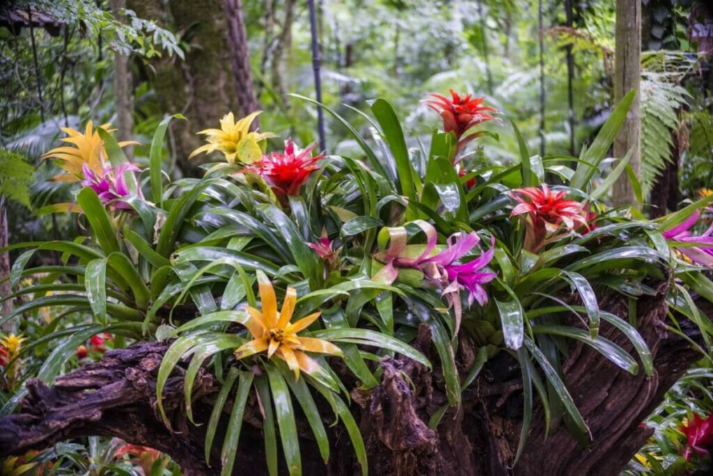 A propos des plantes de broméliacées