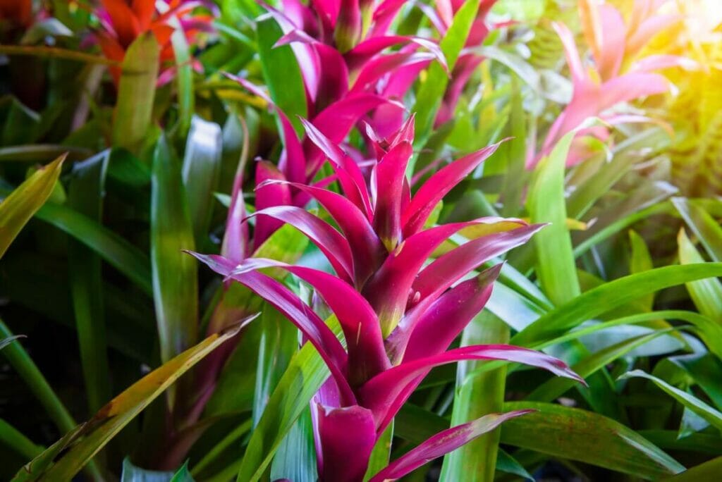 Les avantages des plantes broméliacées