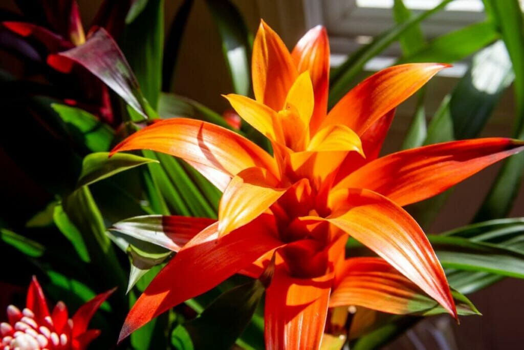 Les bromélias sont parfaits pour le Feng Shui