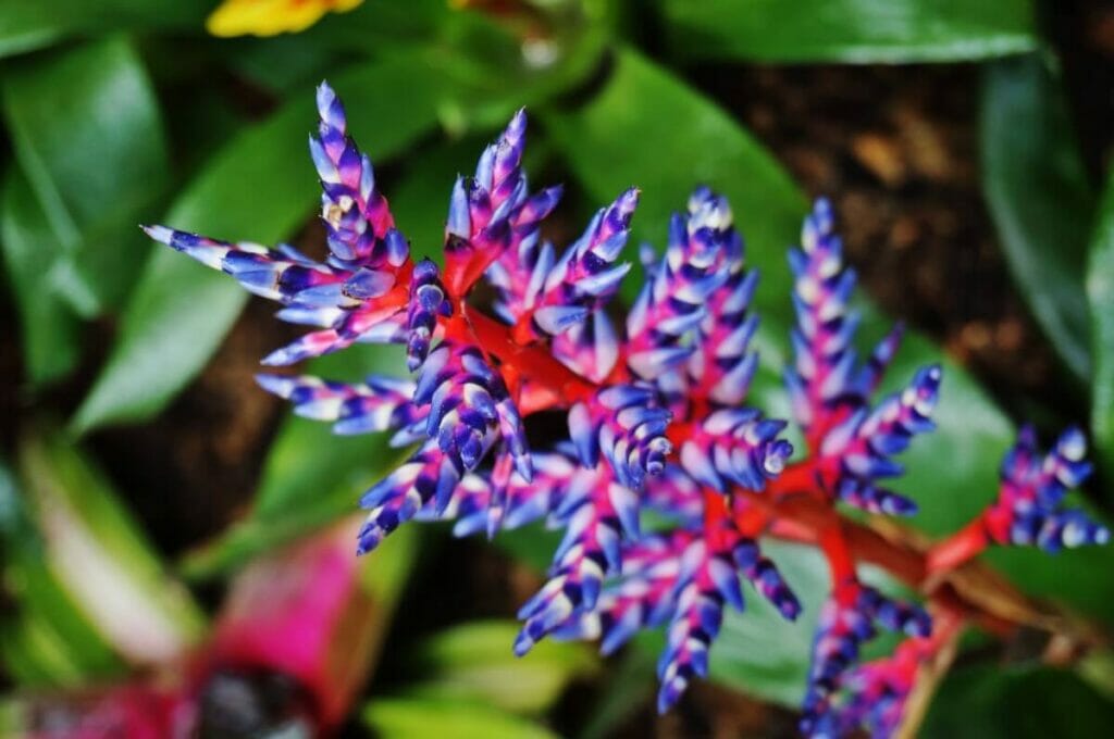 Les plantes de broméliacées peuvent prospérer dans la plupart des situations d'éclairage