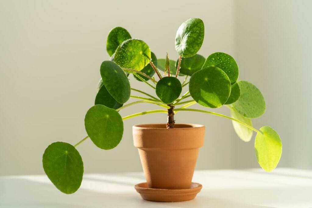 Comment savoir si une plante à monnaie chinoise a besoin d'être arrosée ?