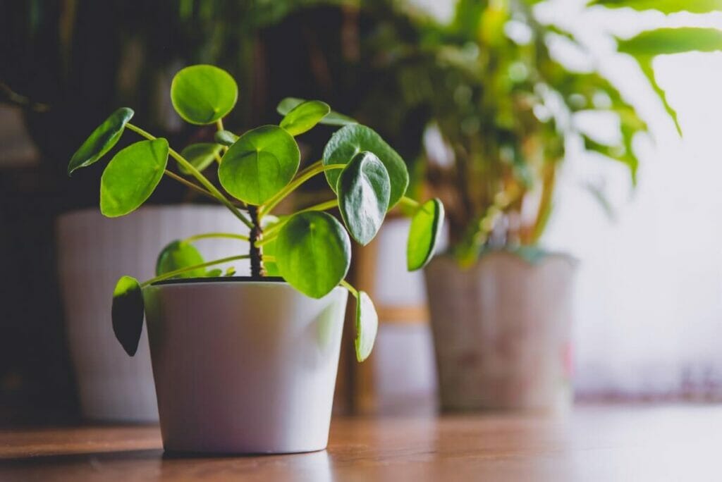 Comment arroser les plantes monétaires chinoises