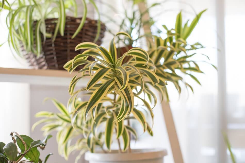 Choses à prendre en compte lors de l'arrosage des plantes araignées