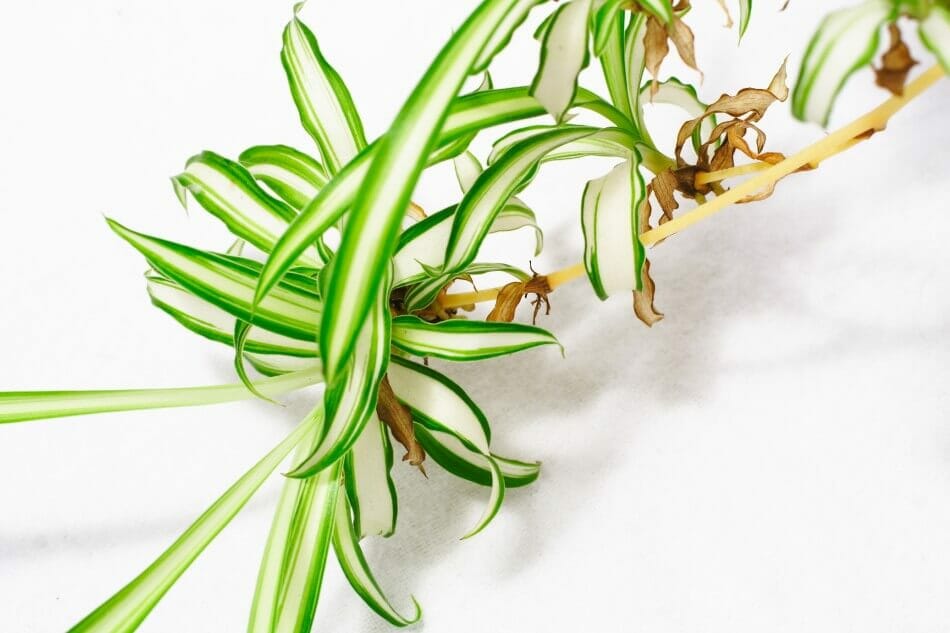 Signes d'un arrosage excessif de votre plante araignée