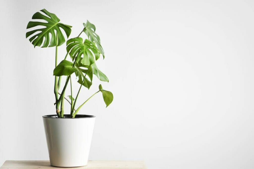 Facteurs contribuant à la longévité d'une plante Monstera