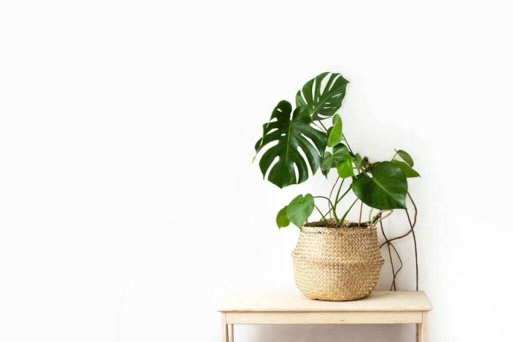 6 raisons courantes pour lesquelles les plantes monstera meurent (et les signes à surveiller)