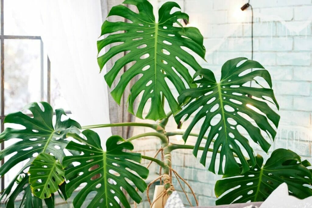 Comment assurer la longévité de votre Monstera