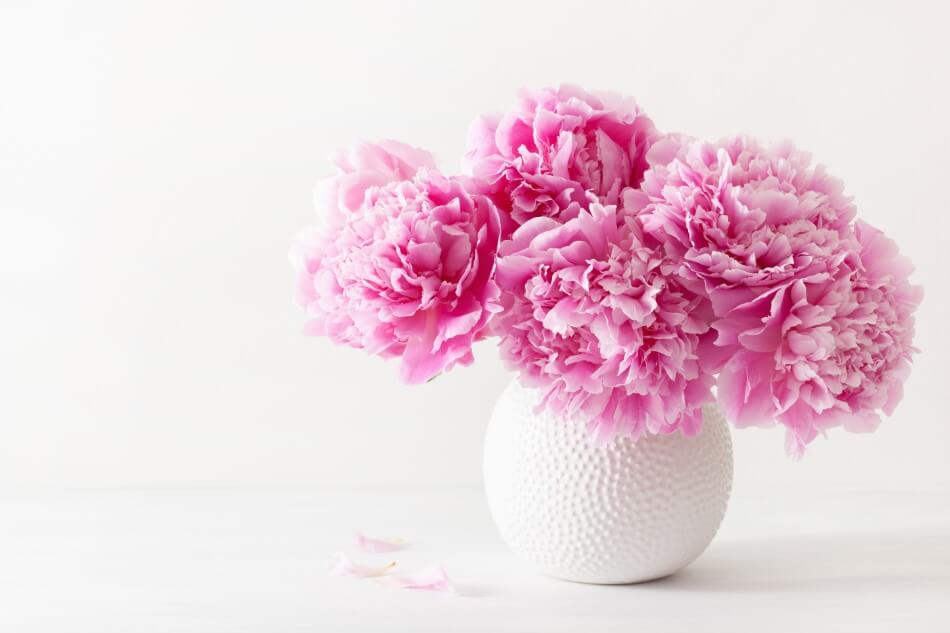 Pivoines fraîchement coupées