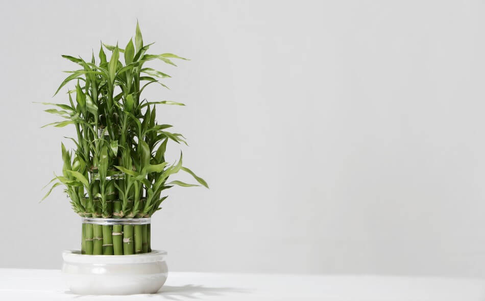 Lucky Bamboo