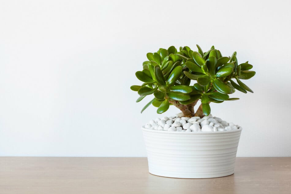 Plante de Jade