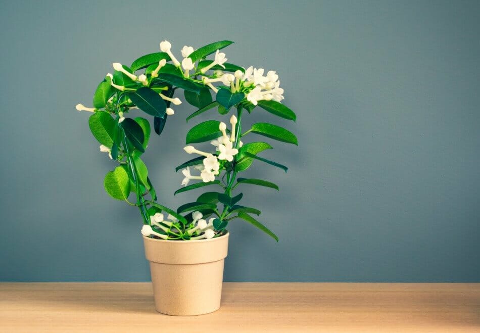 Jasmin fleuri