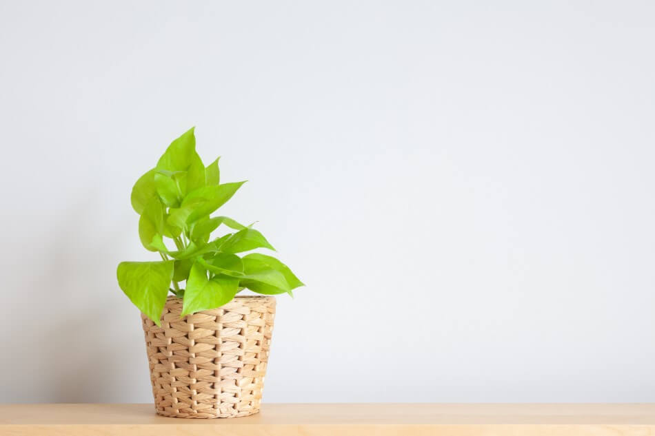 Pothos doré