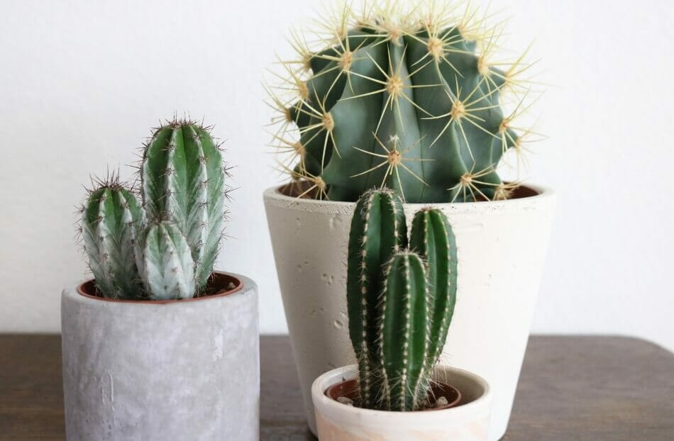 Types de plantes à éviter sur un bureau