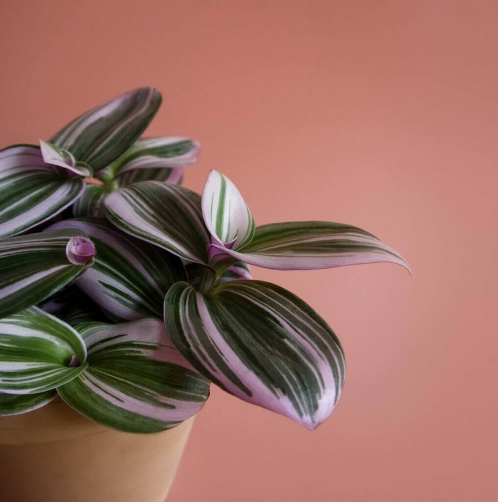 A propos de Tradescantia Nanouk