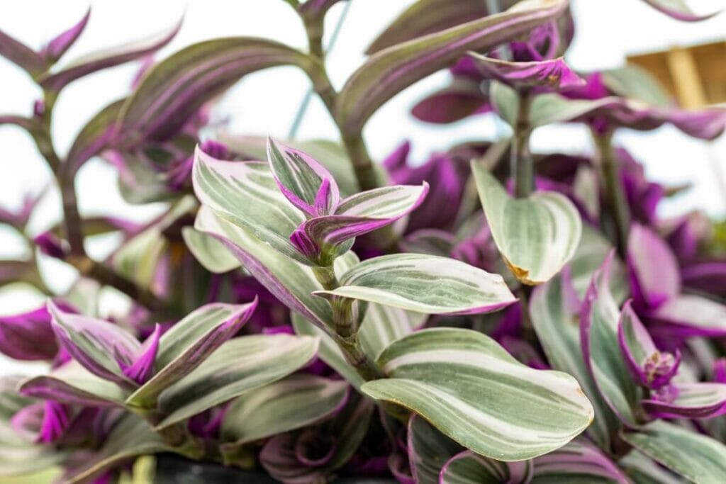Tradescantia Nanouk : problèmes courants et comment les traiter